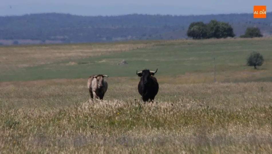 Todo apunta a que el descenso del precio del vacuno será una constante durante del verano / CORRAL