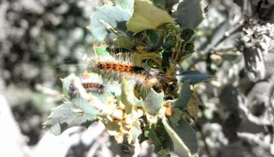 Desde UPA Salamanca se considera que no tomar medidas en este momento, solo va a suponer una mayor incidencia de la plaga de la lagarta. Foto de www.salamancaentresierras.com