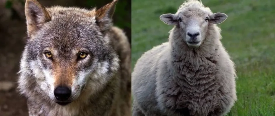 Además de España, este plan se lleva a cabo en otros países como Hungría o Eslovaquia