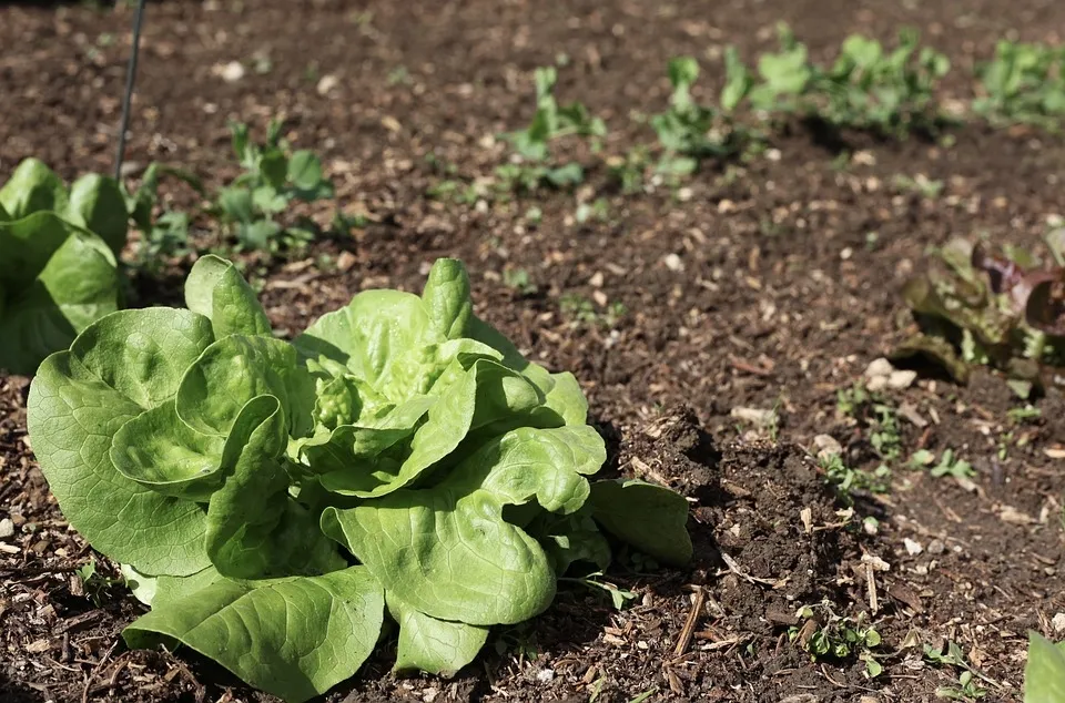 Harán una plantación en el huerto del colegio