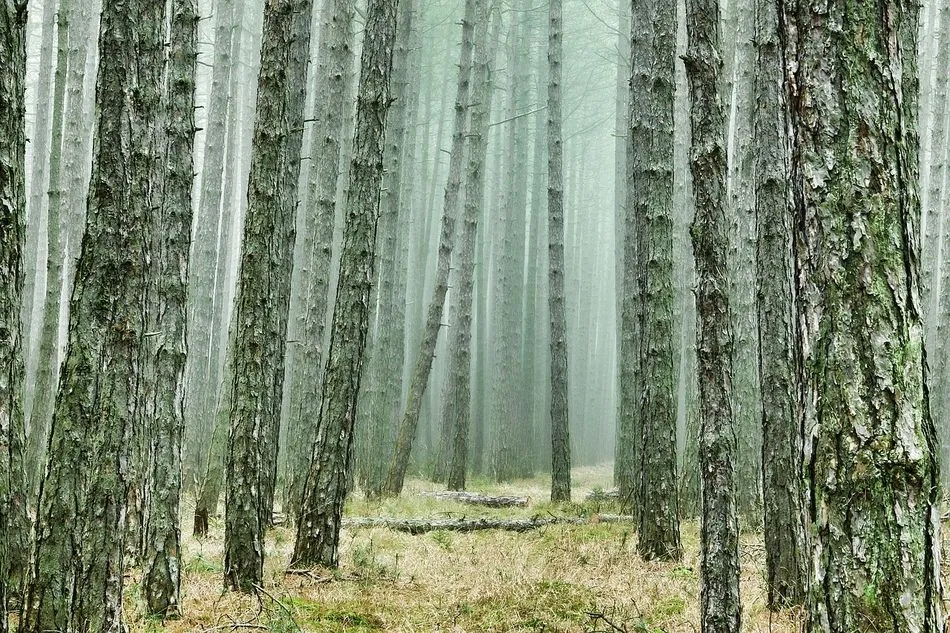 Foto 3 - Navasfr&iacute;as dejar&aacute; de ingresar cerca de 1.600.000&nbsp;euros por la corta de pinos a causa del...