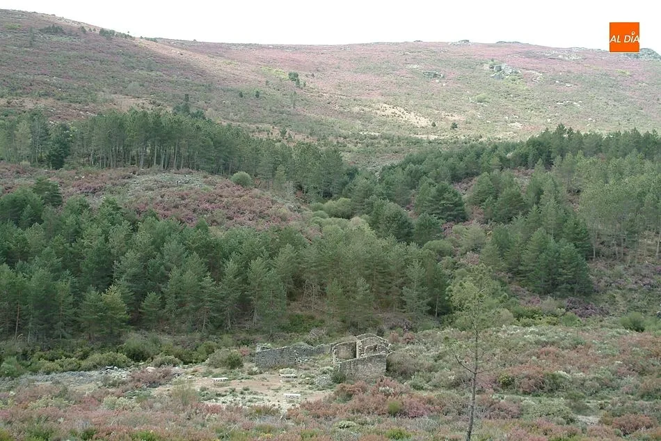 Foto 2 - Navasfr&iacute;as dejar&aacute; de ingresar cerca de 1.600.000&nbsp;euros por la corta de pinos a causa del...