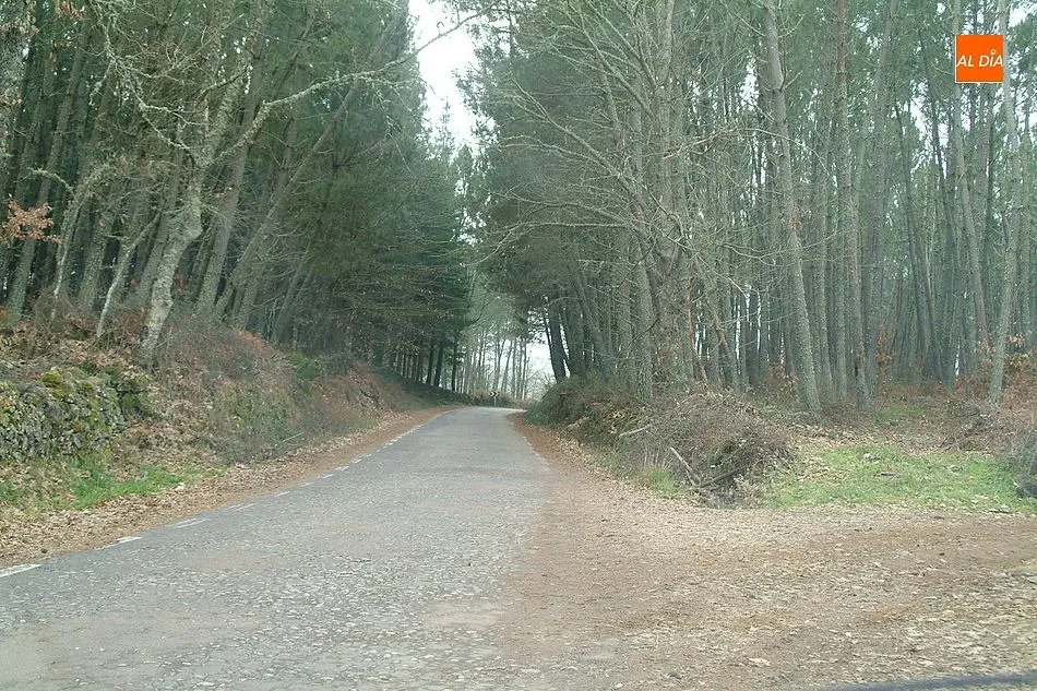 Foto 4 - Navasfr&iacute;as dejar&aacute; de ingresar cerca de 1.600.000&nbsp;euros por la corta de pinos a causa del...
