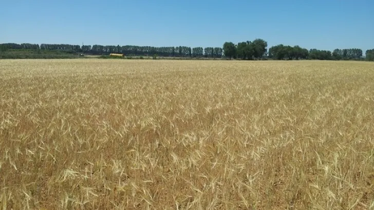 Parcela de cereal dañada por la sequía. Foto: Agronews Castilla y León