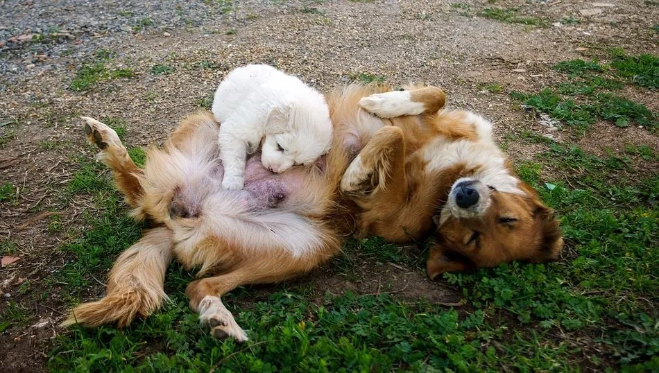 La mayoríad e los abandonos corresponden a camadas indeseadas y son perros mestizos