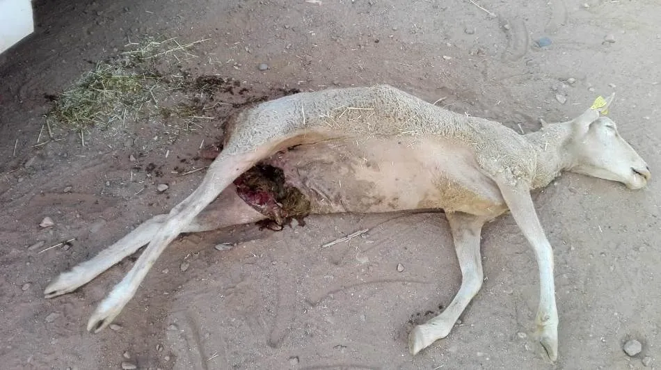Oveja muerta tras el ataque de los buitres en Cespedosa de Tormes. Foto Asaja Salamanca