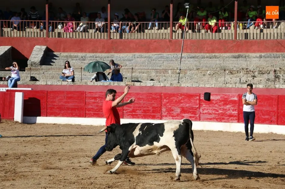Foto 3 - Buen juego de los novillos a concurso en la capea de Viernes de Corpus en Vitigudino  