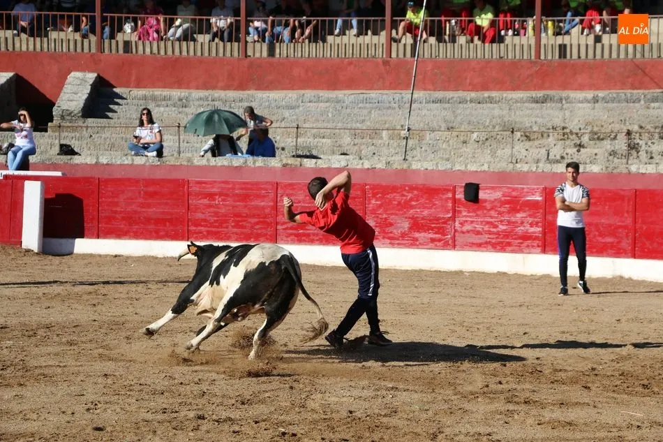 Foto 2 - Buen juego de los novillos a concurso en la capea de Viernes de Corpus en Vitigudino  