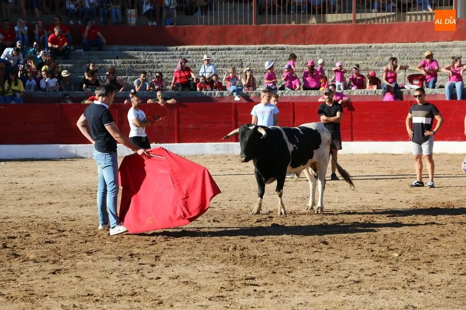 Buen juego de los novillos a concurso en la capea de Viernes de Corpus en Vitigudino  