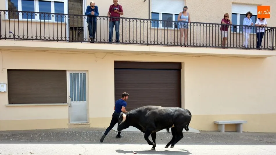 Foto 9 - Los encierros de novillos animan el primer d&iacute;a de las fiestas de Hinojosa de Duero