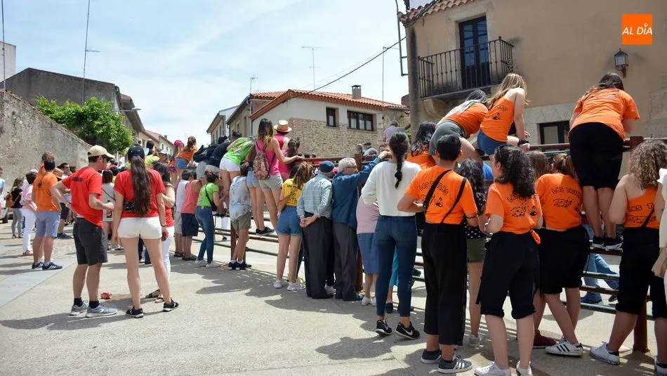 Foto 8 - Los encierros de novillos animan el primer d&iacute;a de las fiestas de Hinojosa de Duero