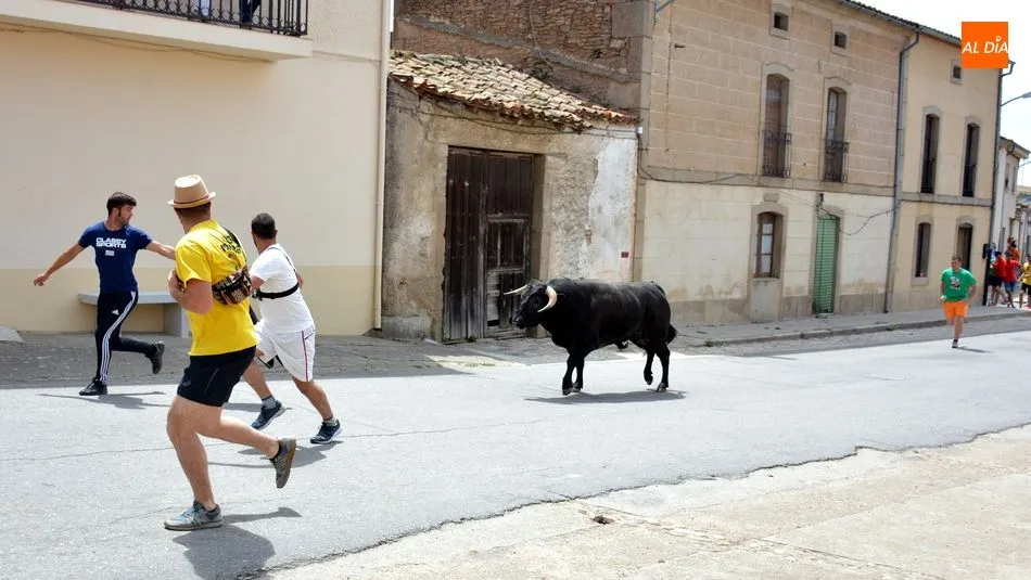 Foto 10 - Los encierros de novillos animan el primer d&iacute;a de las fiestas de Hinojosa de Duero