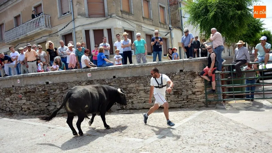 Foto 5 - Los encierros de novillos animan el primer d&iacute;a de las fiestas de Hinojosa de Duero