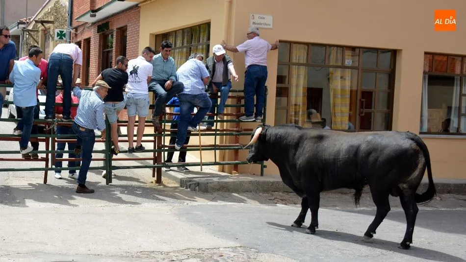 Foto 3 - Los encierros de novillos animan el primer d&iacute;a de las fiestas de Hinojosa de Duero