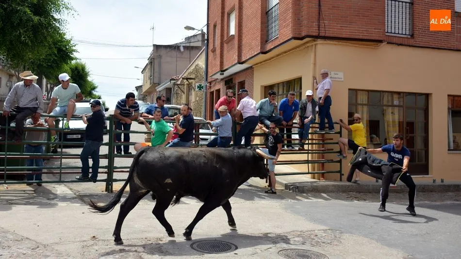 Foto 4 - Los encierros de novillos animan el primer d&iacute;a de las fiestas de Hinojosa de Duero