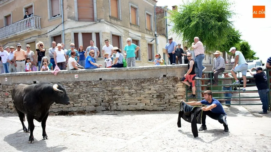 Foto 6 - Los encierros de novillos animan el primer d&iacute;a de las fiestas de Hinojosa de Duero