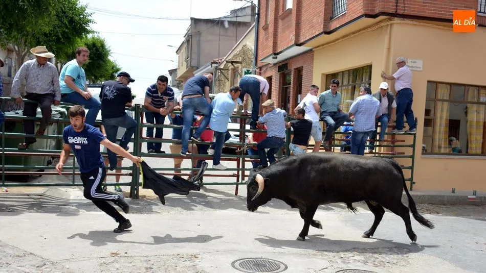 Foto 2 - Los encierros de novillos animan el primer d&iacute;a de las fiestas de Hinojosa de Duero