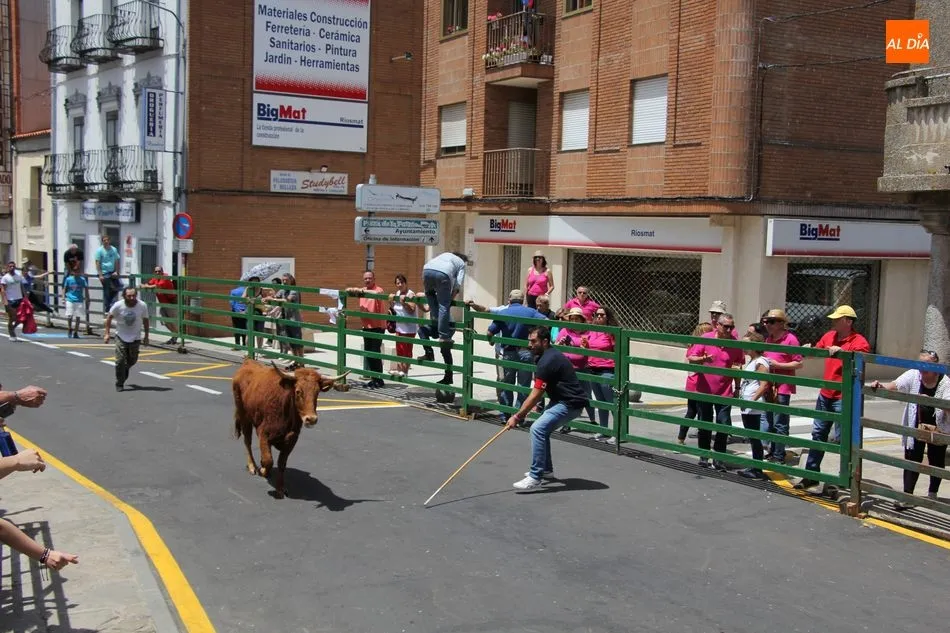 Foto 4 - Multitudinario encierro de S&aacute;bado de Corpus en Vitigudino  