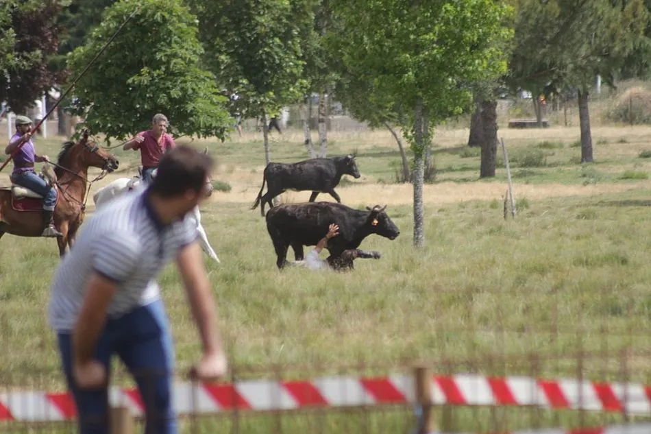 Foto 8 - Entretenida ma&ntilde;ana en el prado La Herradura de Navasfr&iacute;as con alg&uacute;n que otro susto  