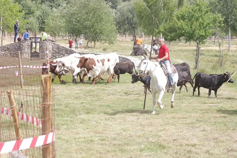 Foto 6 - Entretenida ma&ntilde;ana en el prado La Herradura de Navasfr&iacute;as con alg&uacute;n que otro susto  