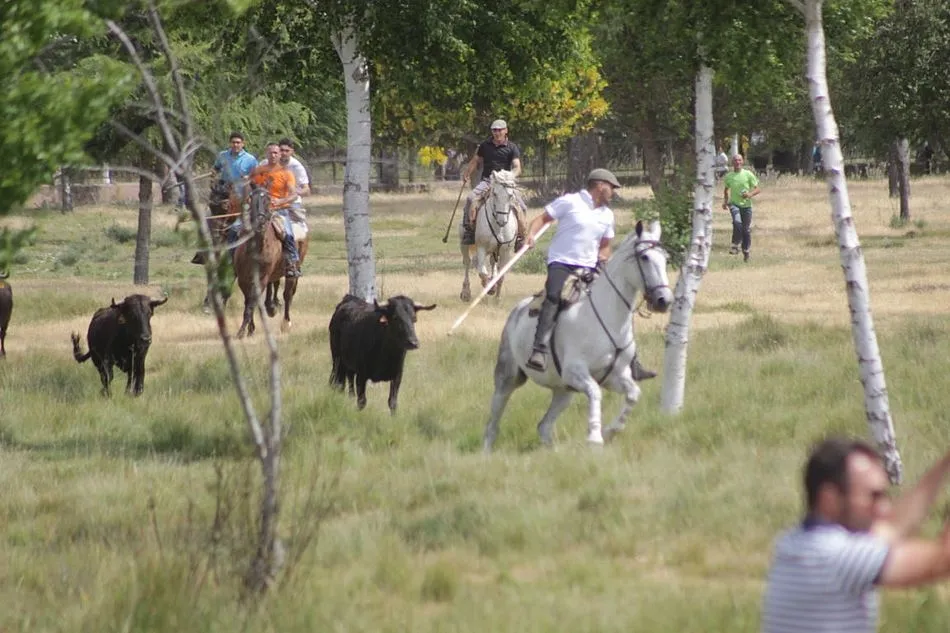 Foto 5 - Entretenida ma&ntilde;ana en el prado La Herradura de Navasfr&iacute;as con alg&uacute;n que otro susto  