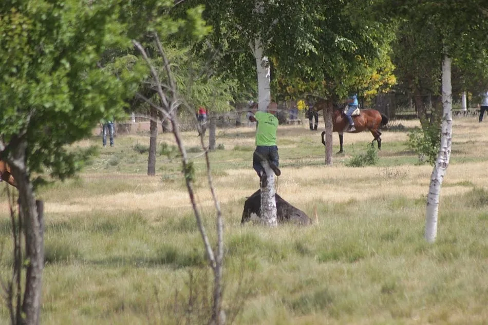 Foto 4 - Entretenida ma&ntilde;ana en el prado La Herradura de Navasfr&iacute;as con alg&uacute;n que otro susto  