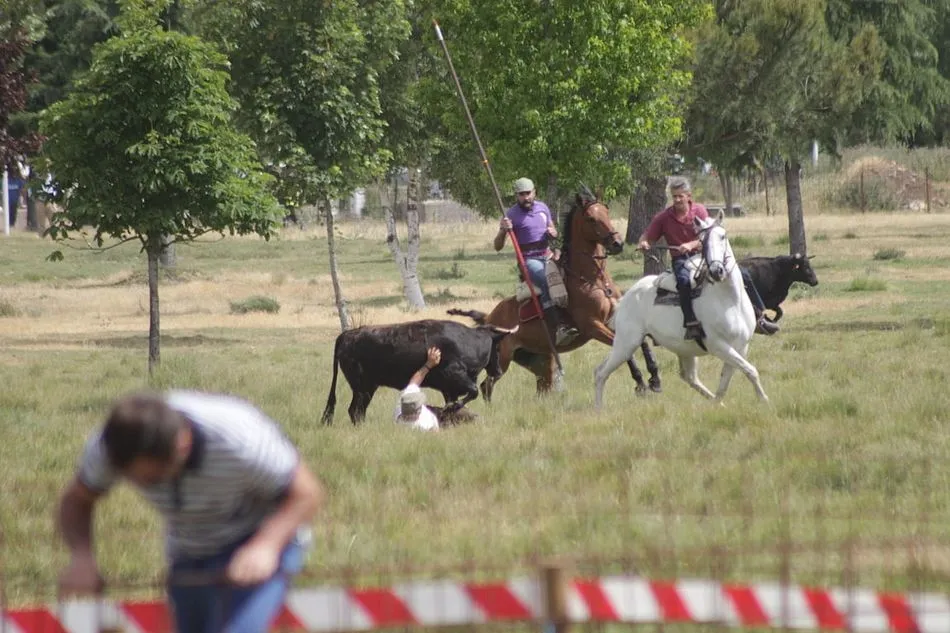 Imagen de un revolcón acontecido durante el encierro a caballo | Fotos Pablo Holgado