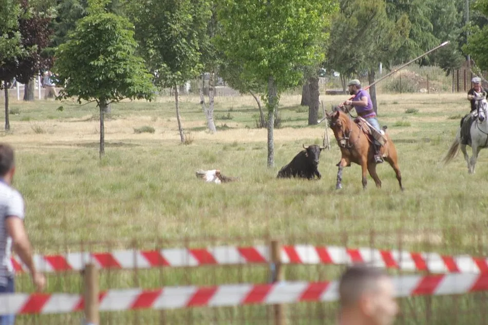 Foto 2 - Entretenida ma&ntilde;ana en el prado La Herradura de Navasfr&iacute;as con alg&uacute;n que otro susto  