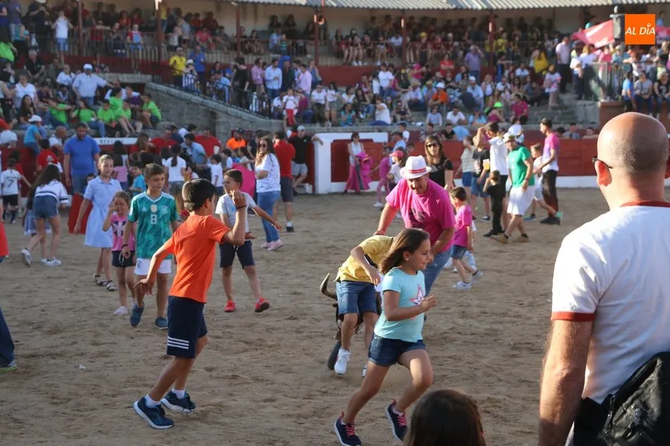 Foto 2 - Buen ganado de Eduardo Mart&iacute;n Cilleros en la capea del S&aacute;bado de Corpus en Vitigudino  