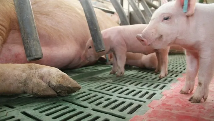 Lechones en una explotación ganadera / Agronews