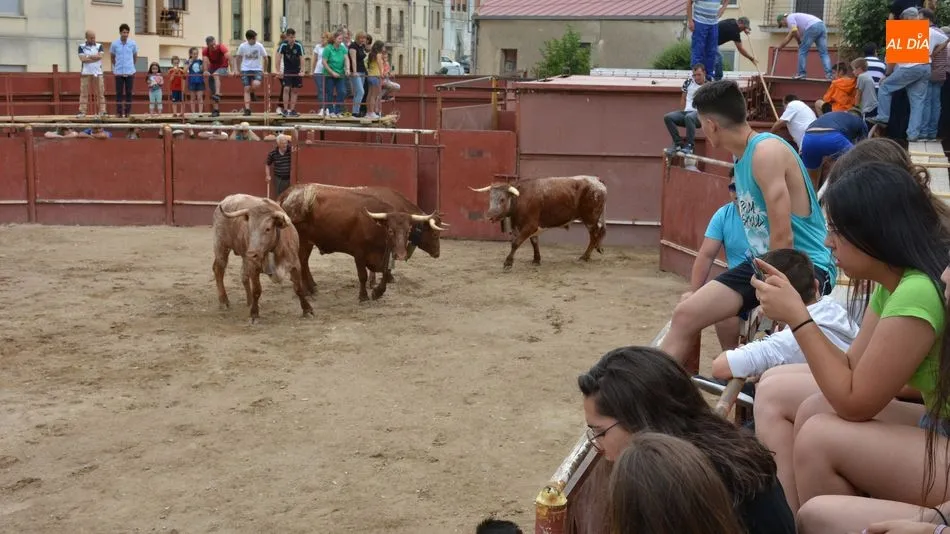 Foto 7 - Un encierro a caballo abre los festejos taurinos del Dia de las Cabestras en Hinojosa de Duero