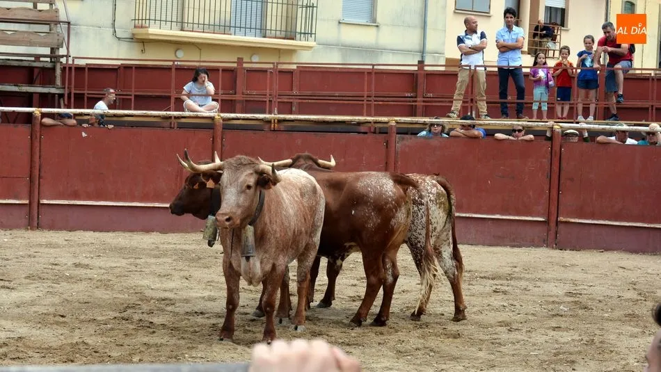 Foto 10 - Un encierro a caballo abre los festejos taurinos del Dia de las Cabestras en Hinojosa de Duero