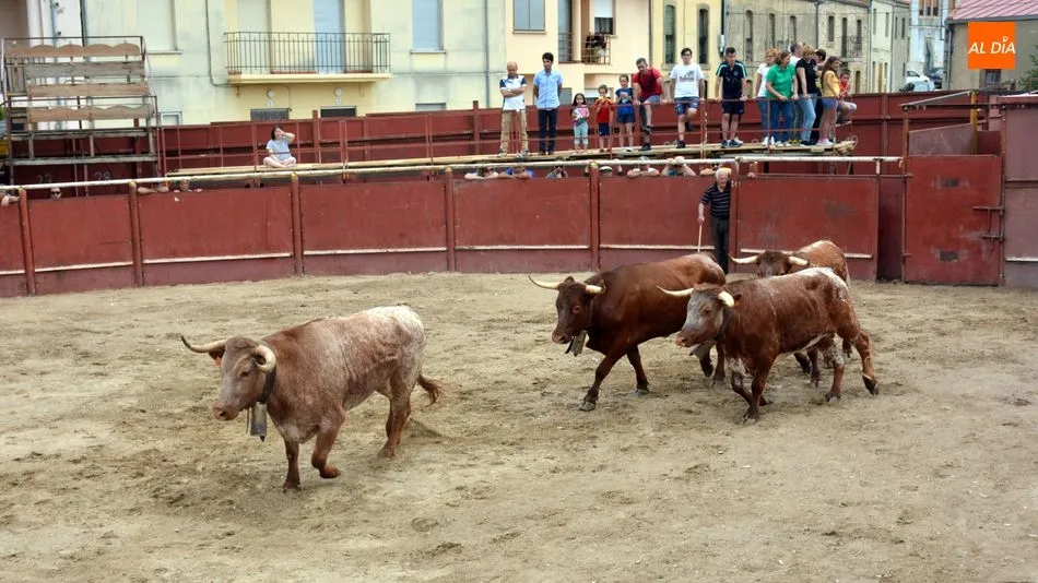 Foto 6 - Un encierro a caballo abre los festejos taurinos del Dia de las Cabestras en Hinojosa de Duero