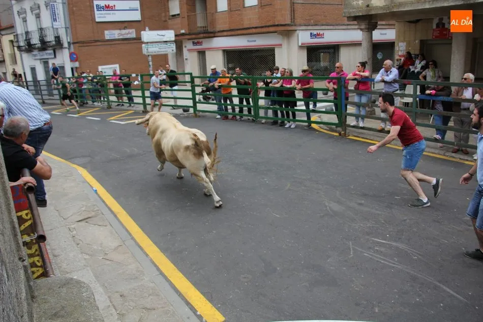 Foto 8 - Pepito llena las calles de Vitigudino de emoci&oacute;n como II Toro Fin de Corpus  