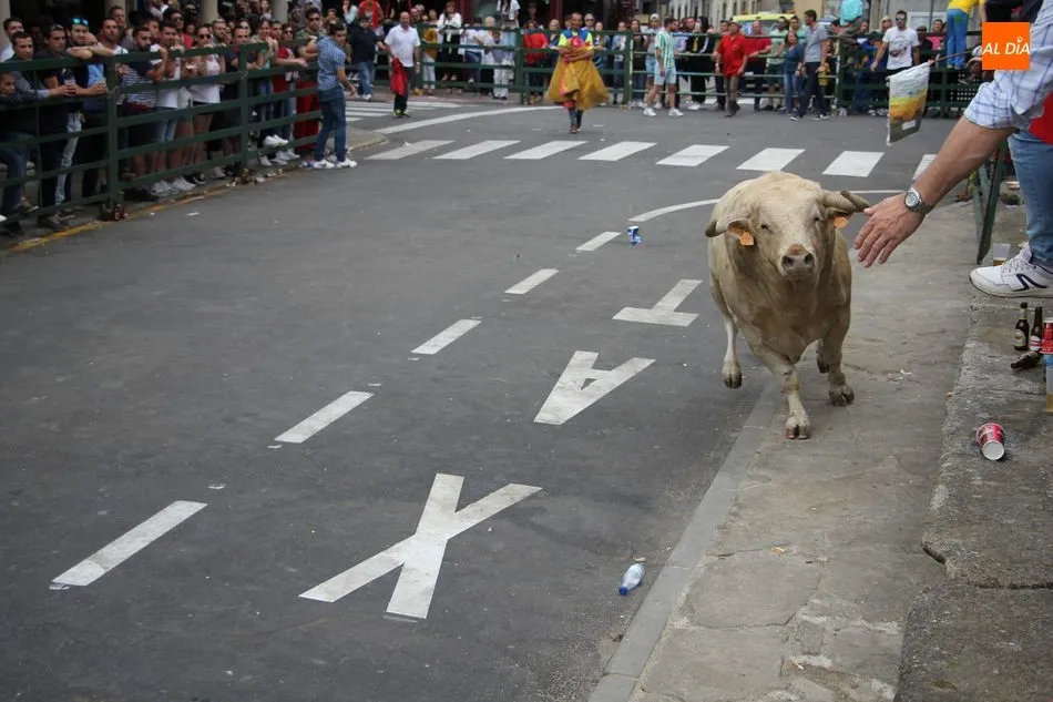 Foto 7 - Pepito llena las calles de Vitigudino de emoci&oacute;n como II Toro Fin de Corpus  