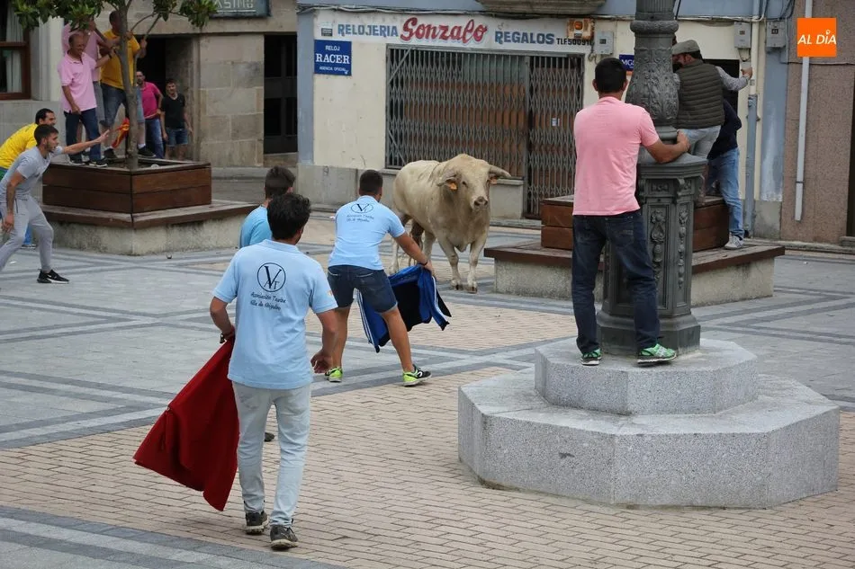 Foto 4 - Pepito llena las calles de Vitigudino de emoci&oacute;n como II Toro Fin de Corpus  
