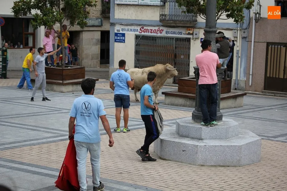 Foto 3 - Pepito llena las calles de Vitigudino de emoci&oacute;n como II Toro Fin de Corpus  