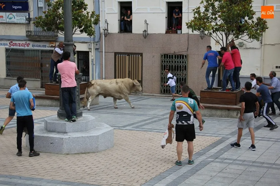 Foto 2 - Pepito llena las calles de Vitigudino de emoci&oacute;n como II Toro Fin de Corpus  