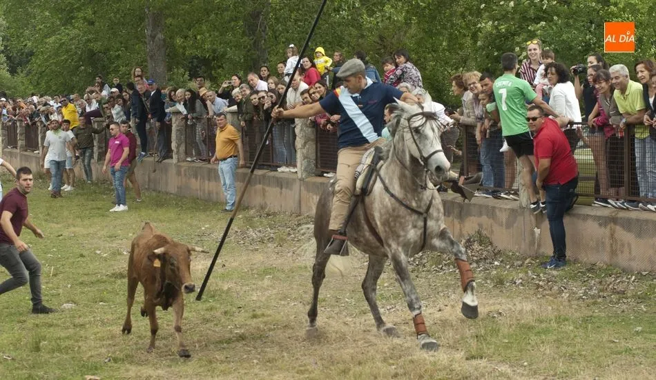 Conduciendo a una de las vacas | Fotos Adrián Martín