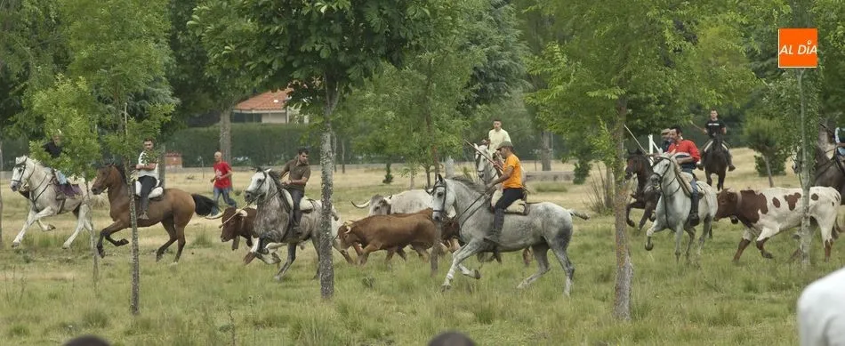 Foto 7 - Largo pero divertido segundo encierro a caballo en Navasfr&iacute;as  