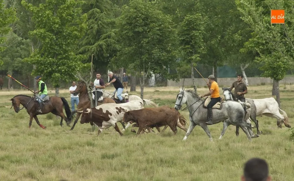 Foto 6 - Largo pero divertido segundo encierro a caballo en Navasfr&iacute;as  