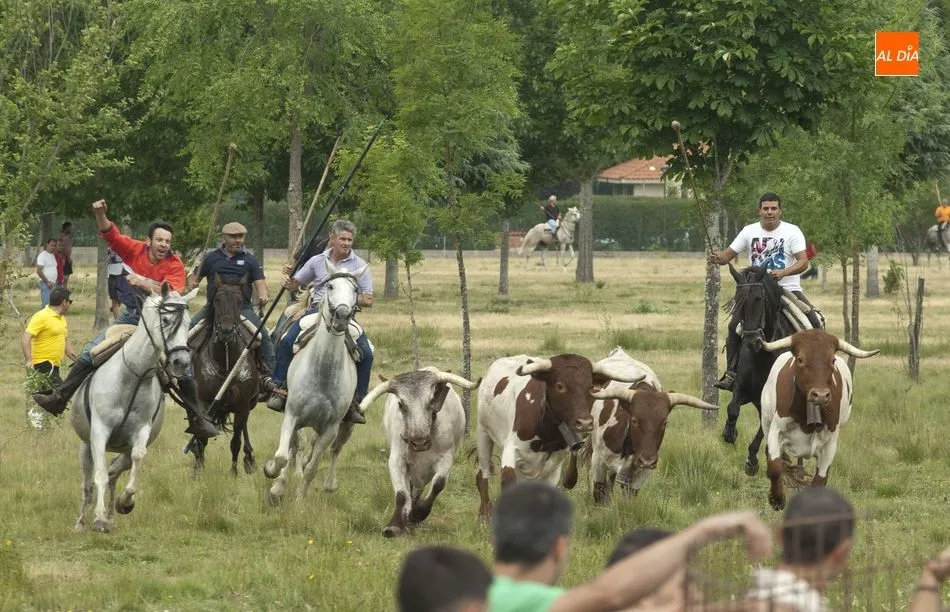 Foto 5 - Largo pero divertido segundo encierro a caballo en Navasfr&iacute;as  