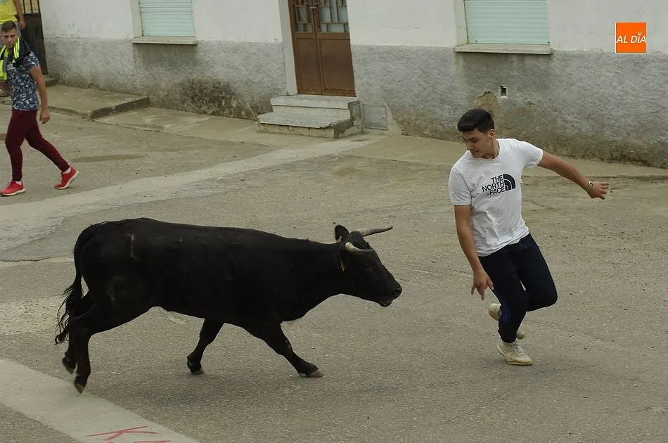 Uno de los jóvenes pasando por delante de una de las vacas | Fotos Adrián Martín
