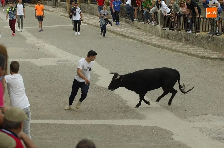 Foto 9 - Buena participaci&oacute;n en la cita callejera con las vacas en Robleda  