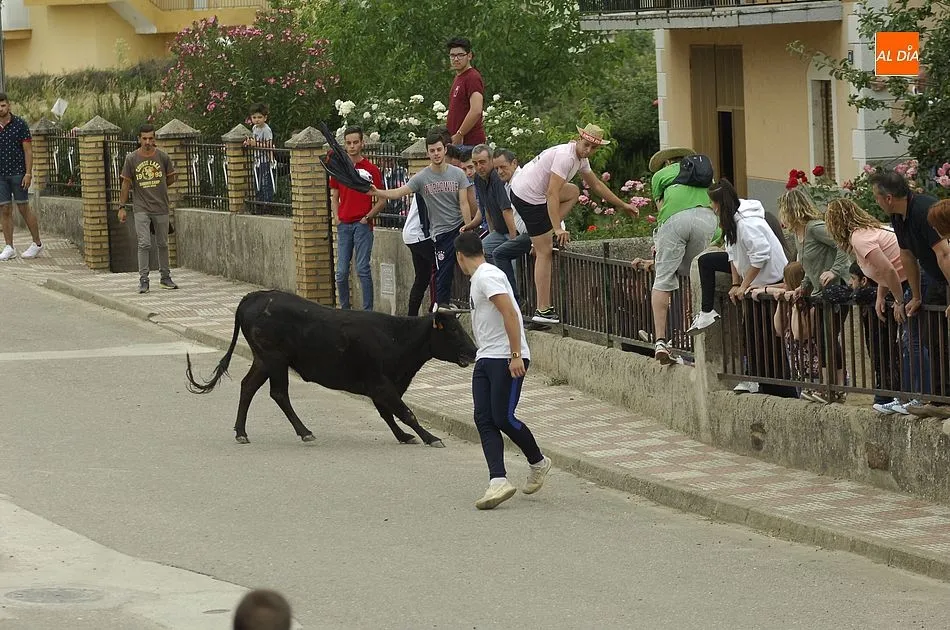 Foto 11 - Buena participaci&oacute;n en la cita callejera con las vacas en Robleda  