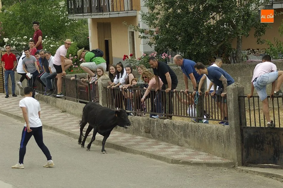 Foto 10 - Buena participaci&oacute;n en la cita callejera con las vacas en Robleda  