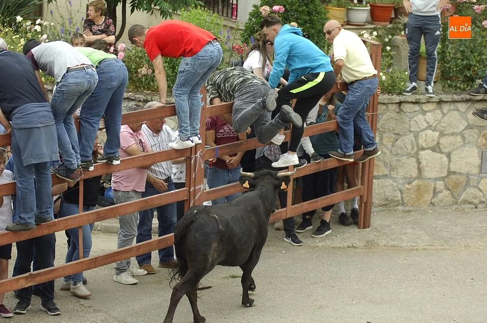 Foto 8 - Buena participaci&oacute;n en la cita callejera con las vacas en Robleda  