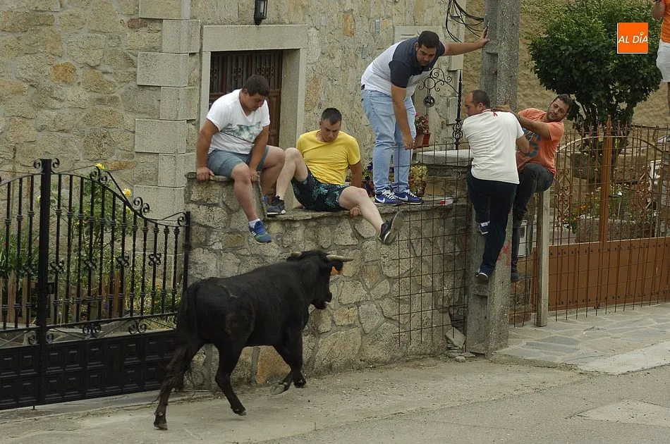 Foto 5 - Buena participaci&oacute;n en la cita callejera con las vacas en Robleda  