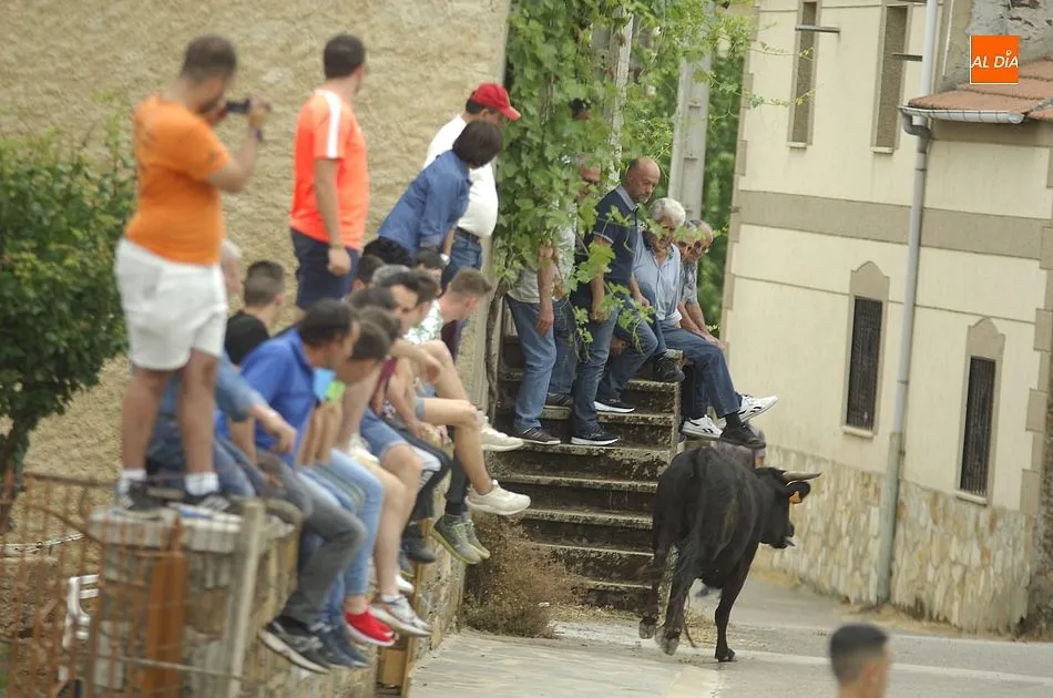 Foto 4 - Buena participaci&oacute;n en la cita callejera con las vacas en Robleda  