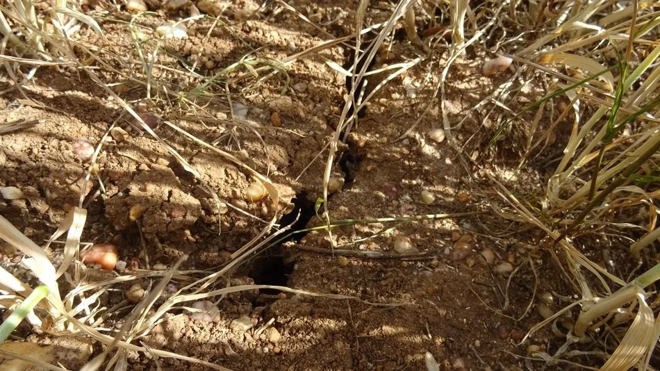 Foto 2 - ASAJA Salamanca solicita medidas extraordinarias para paliar la situaci&oacute;n de sequ&iacute;a  
